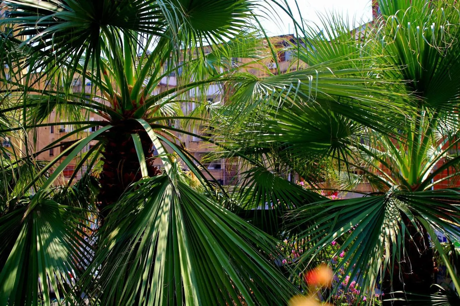 Angelx Apartments Тирана 0*,